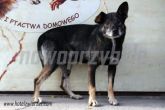 09.10.2013 WOLA KRZYSZTOPORSKA PIES 56506